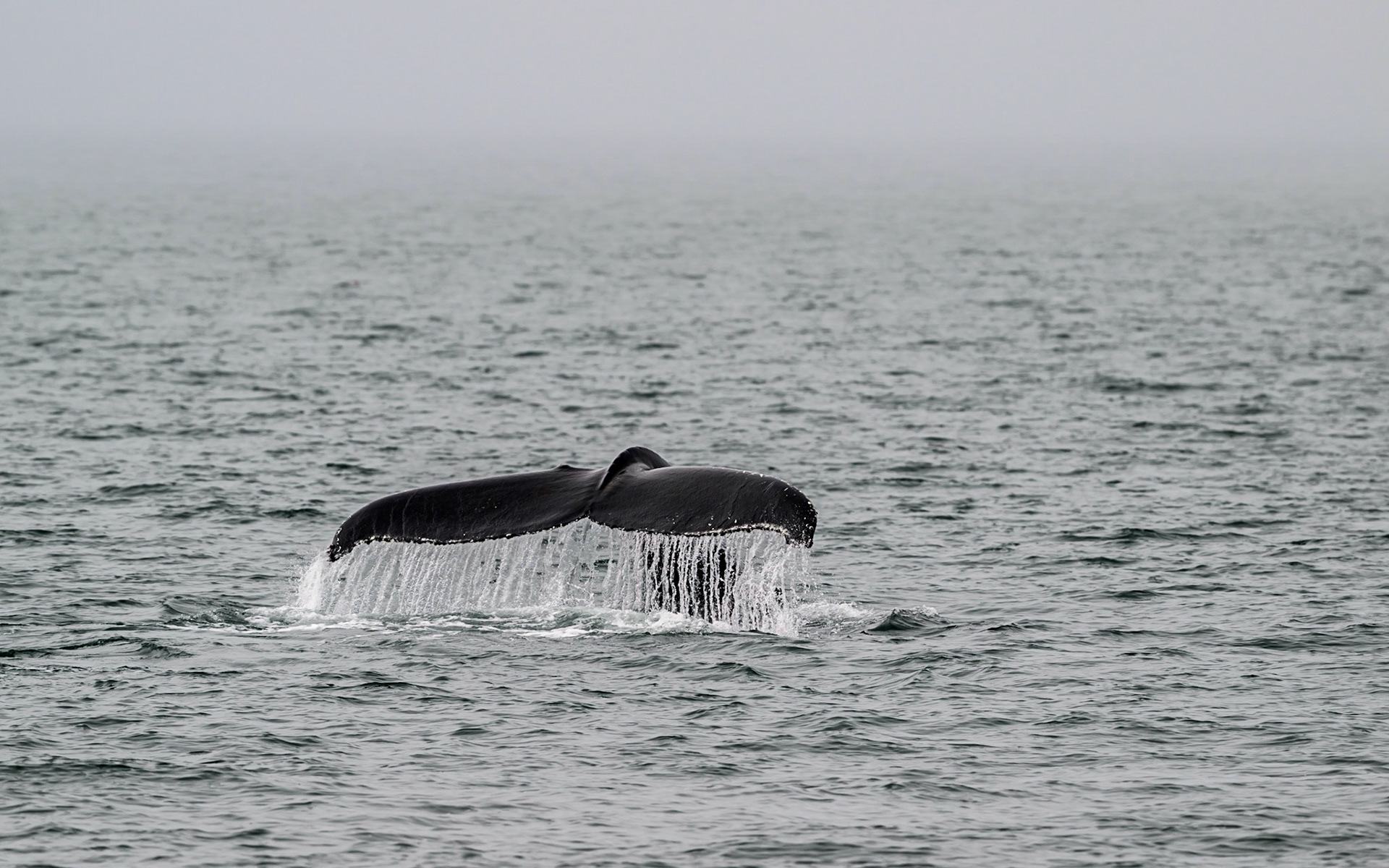 Humpback Whale
