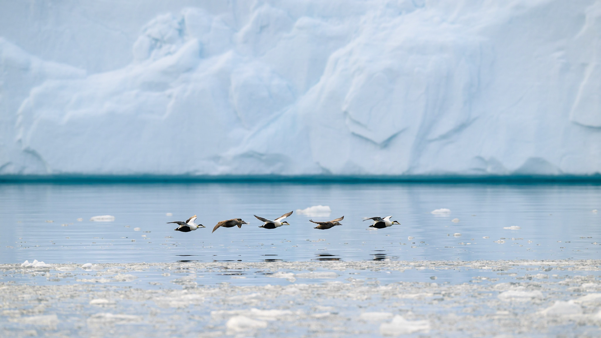 Common Eiders (Bråsvellbreen Glacier)