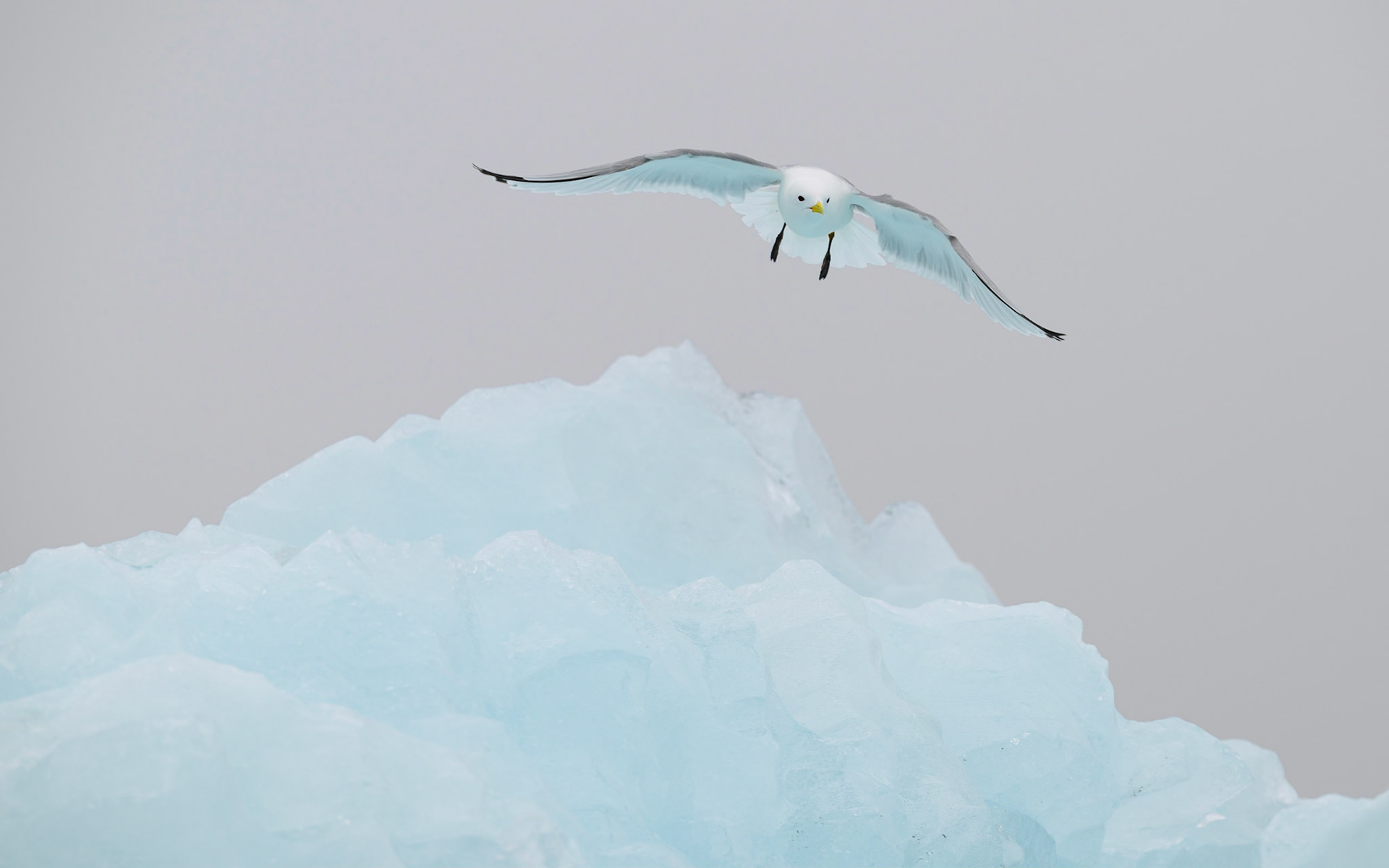 Kittiwake
