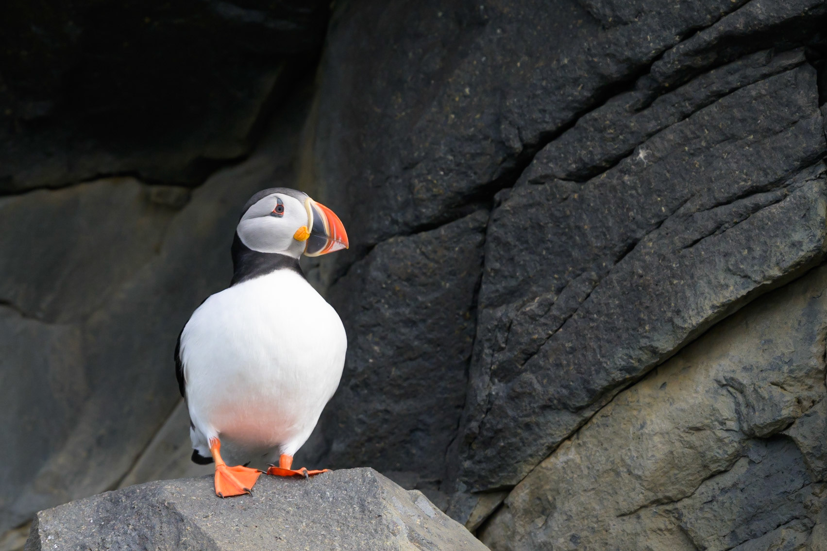Puffin