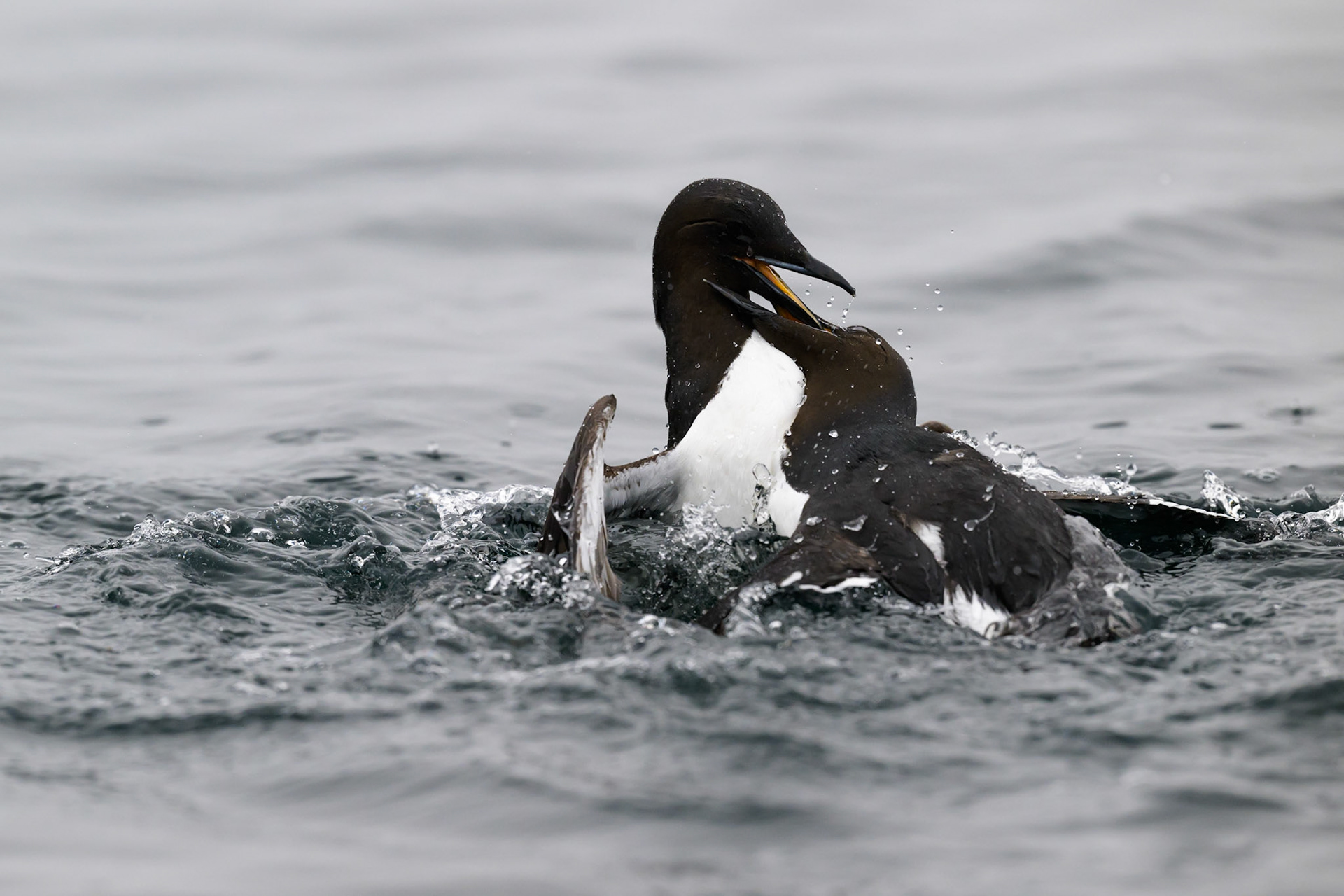 Guillemots