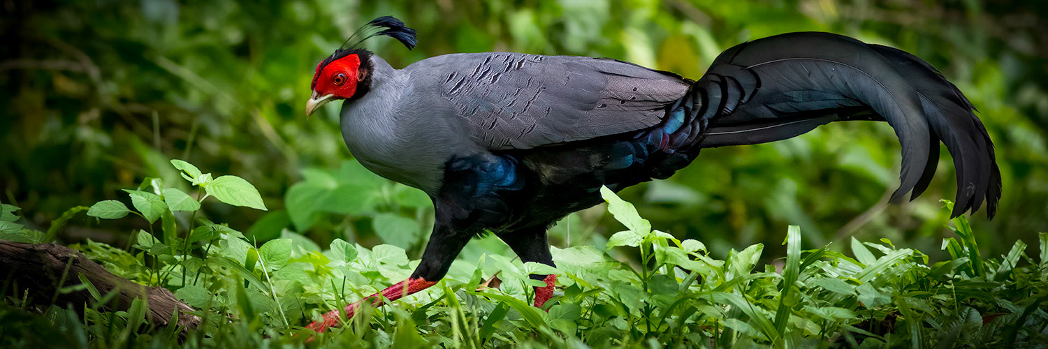 Siamese Fireback