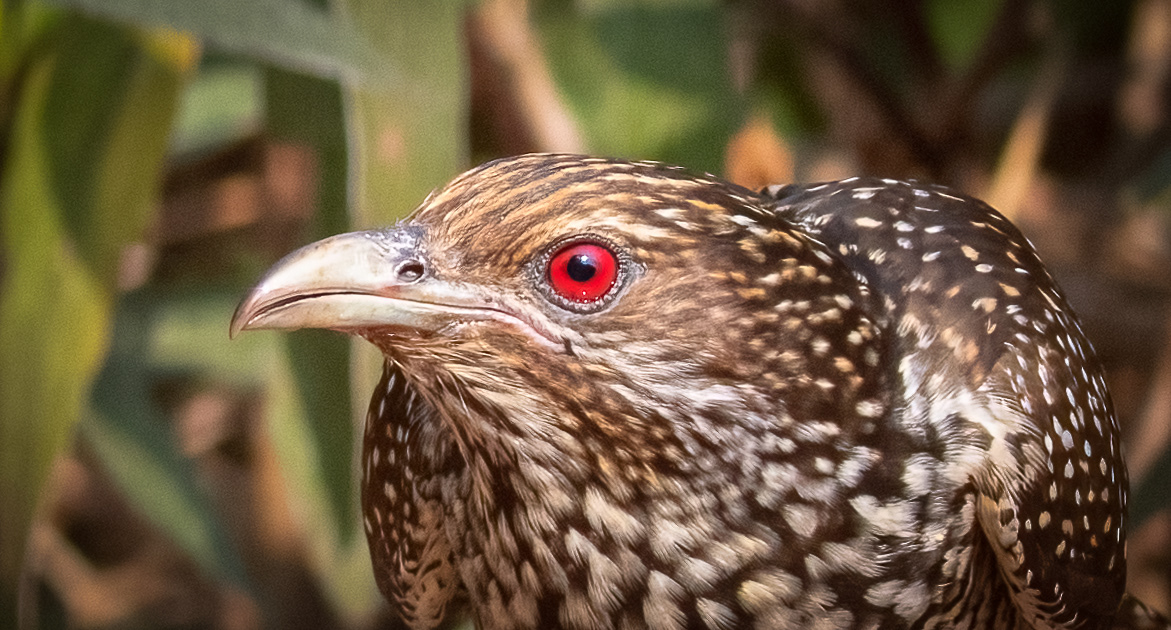 Asian Koel(female)