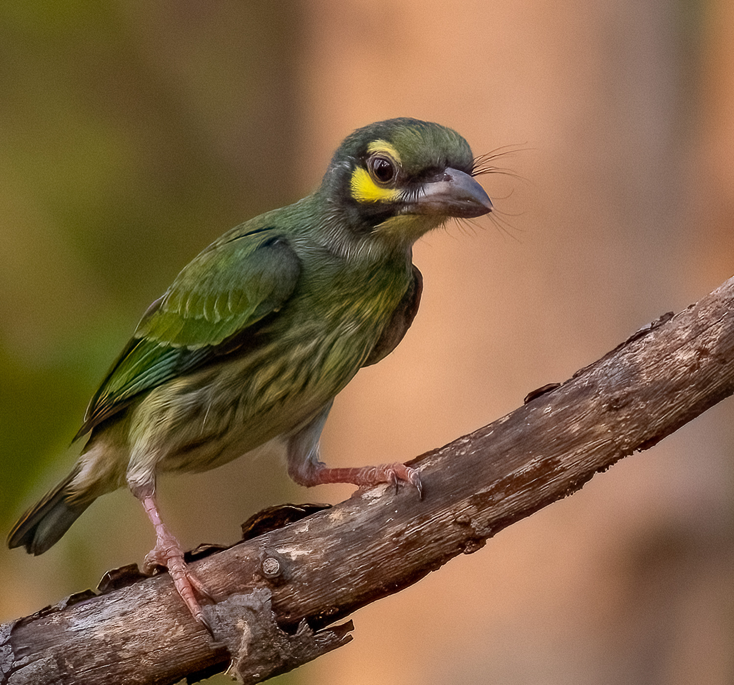Coppersmith Barbet