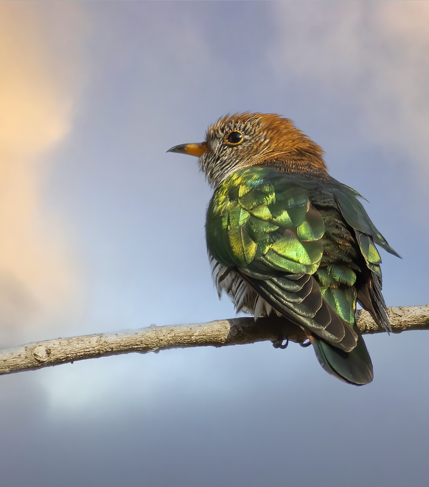 Emerald Cuckoo