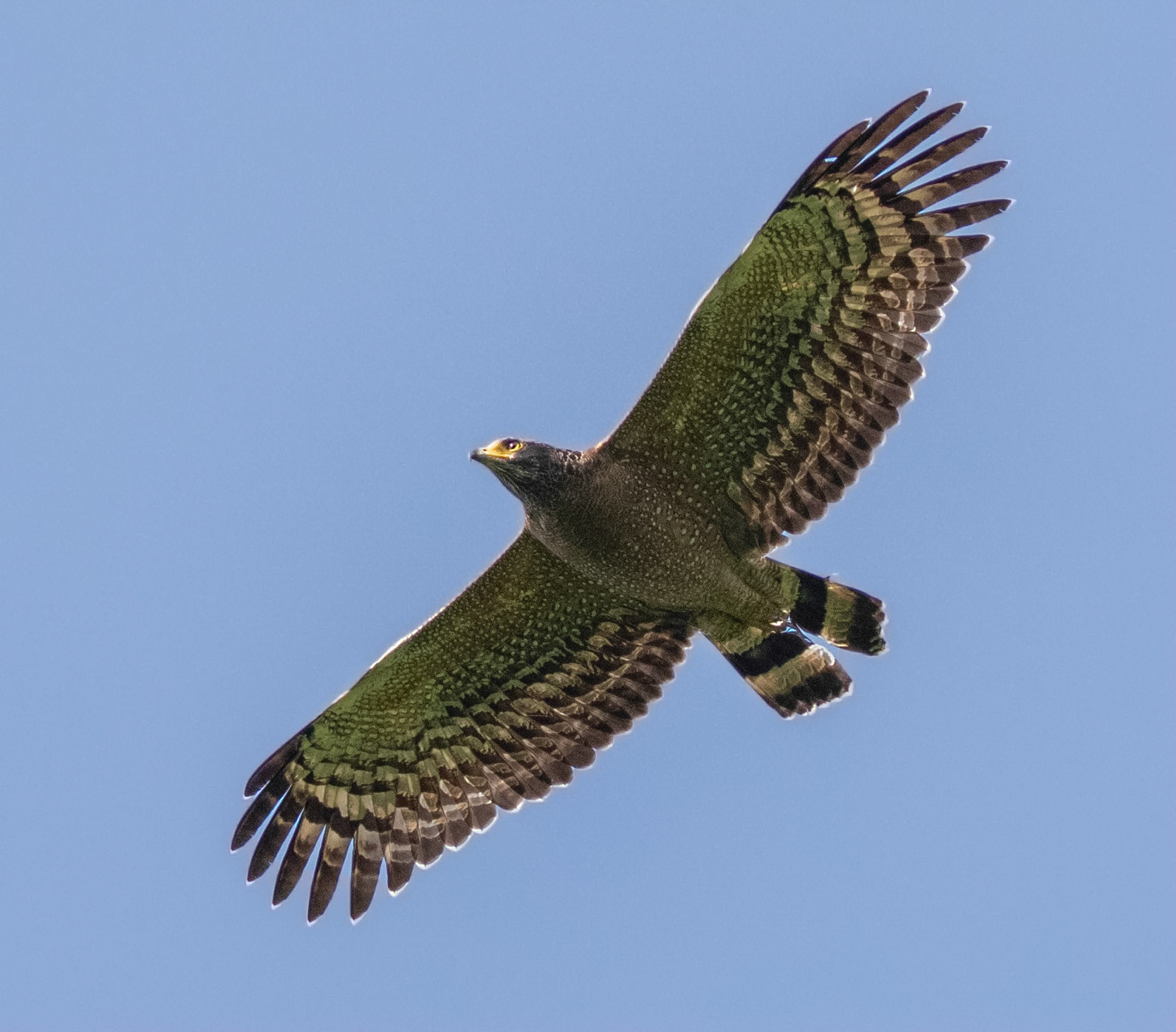 Crested Serpent Eagle