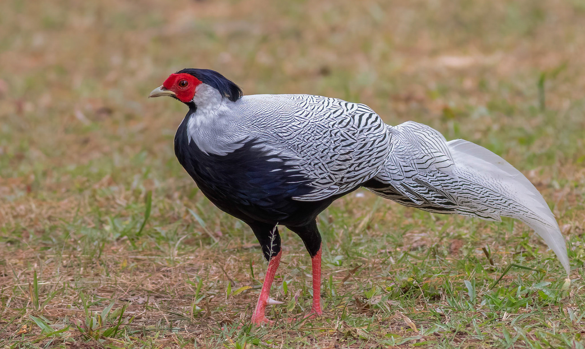 Silver Pheasant