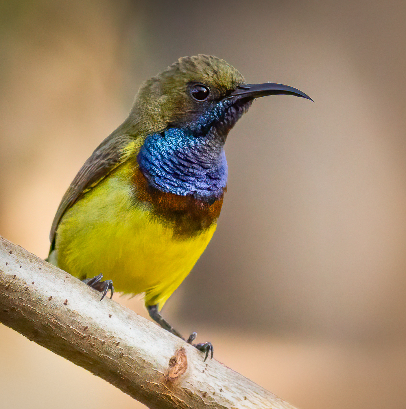 Olive-backed Sunbird