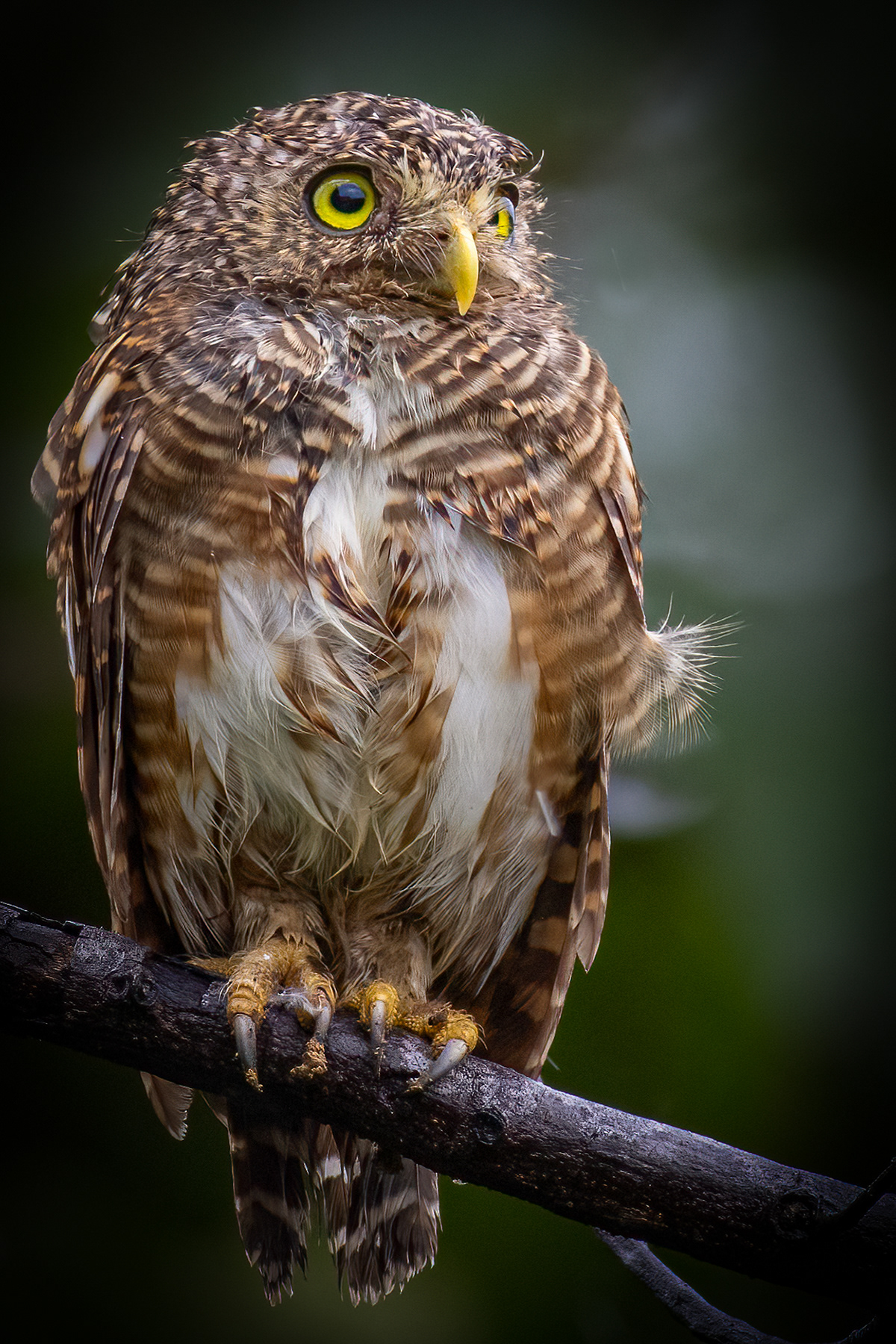 Asian Barred Owlet
