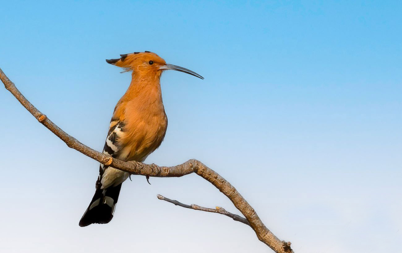 Hoopoe