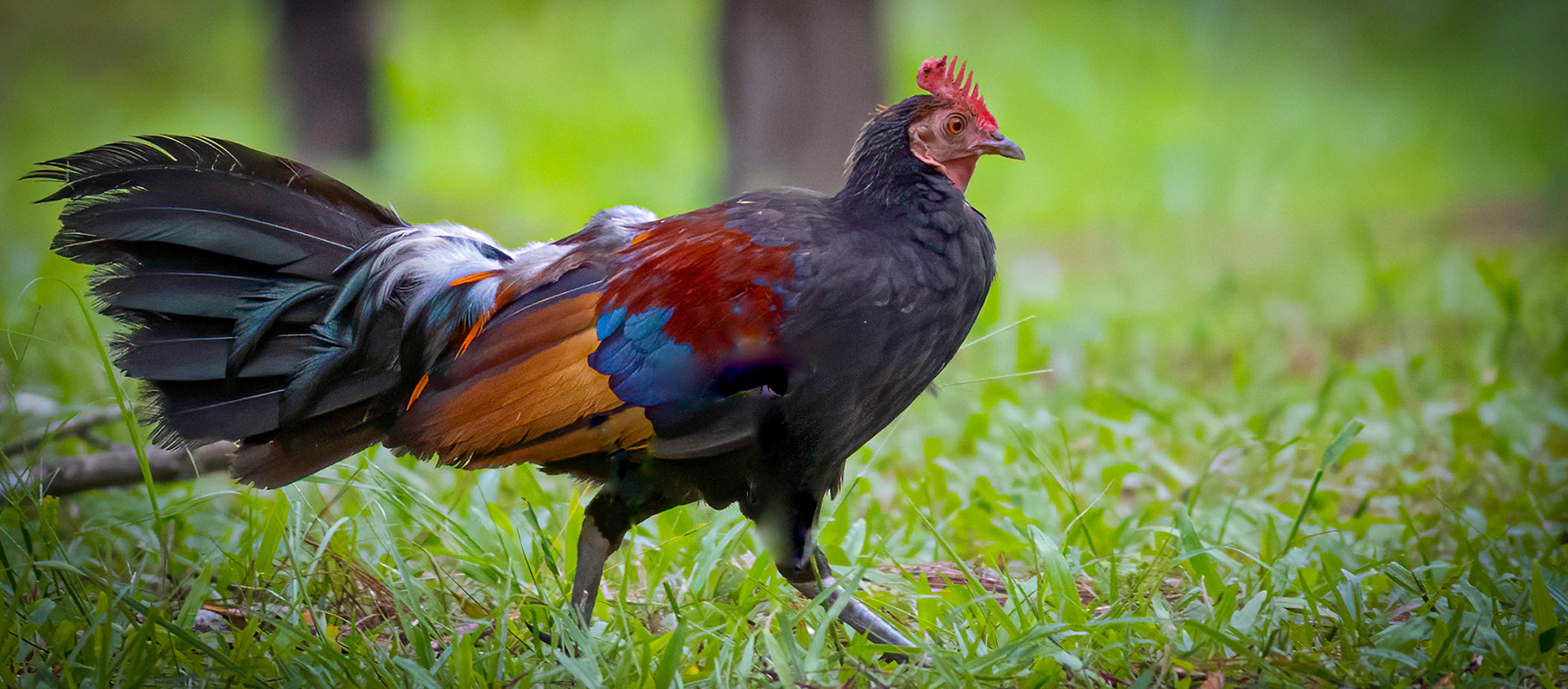 Red Junglefowl