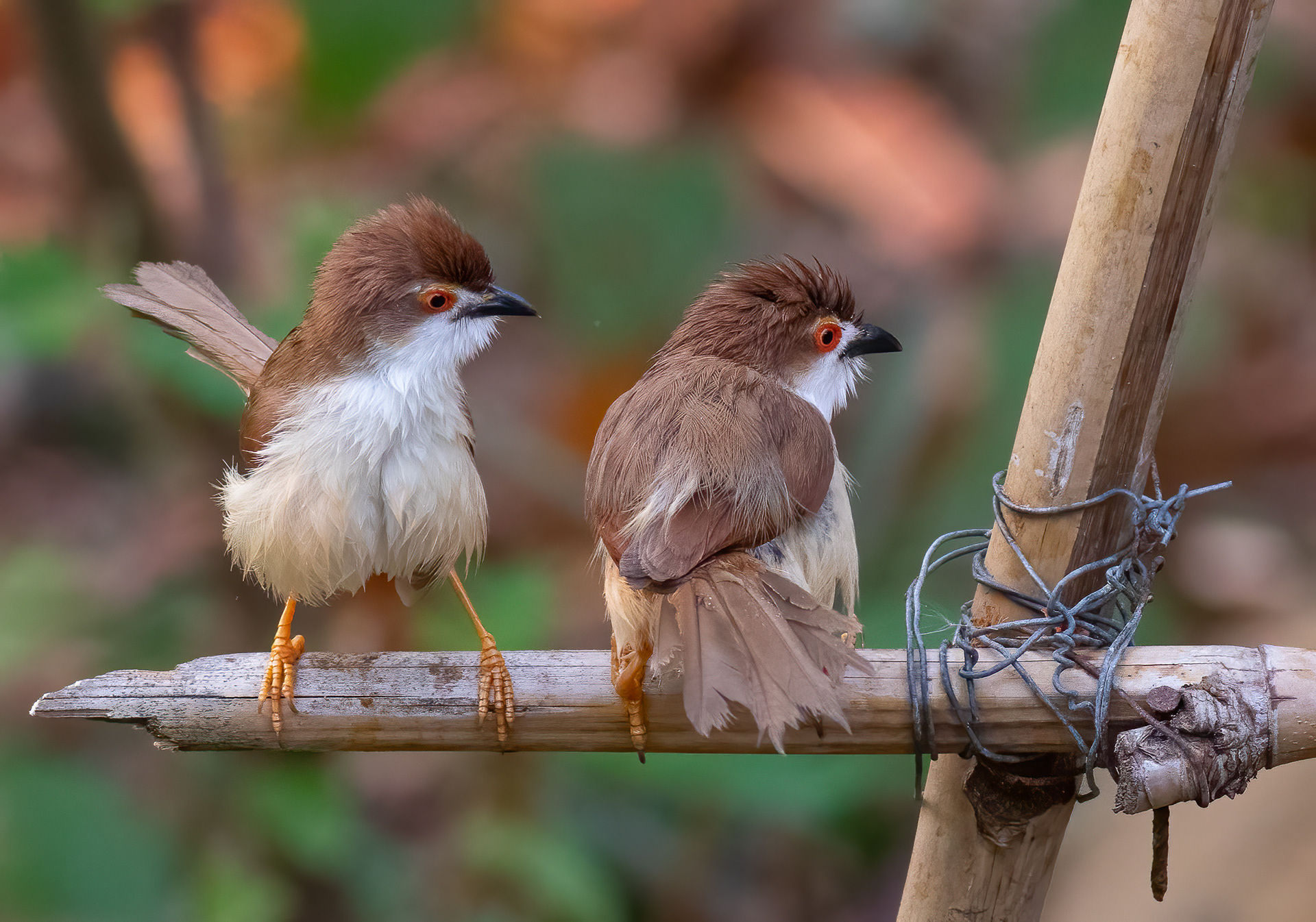 Yellow-eyed Babbler
