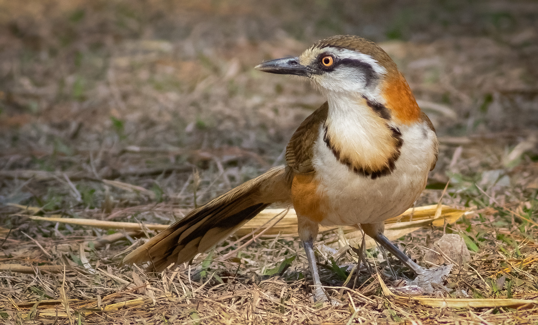Lesser-necklaced Laughingthrush