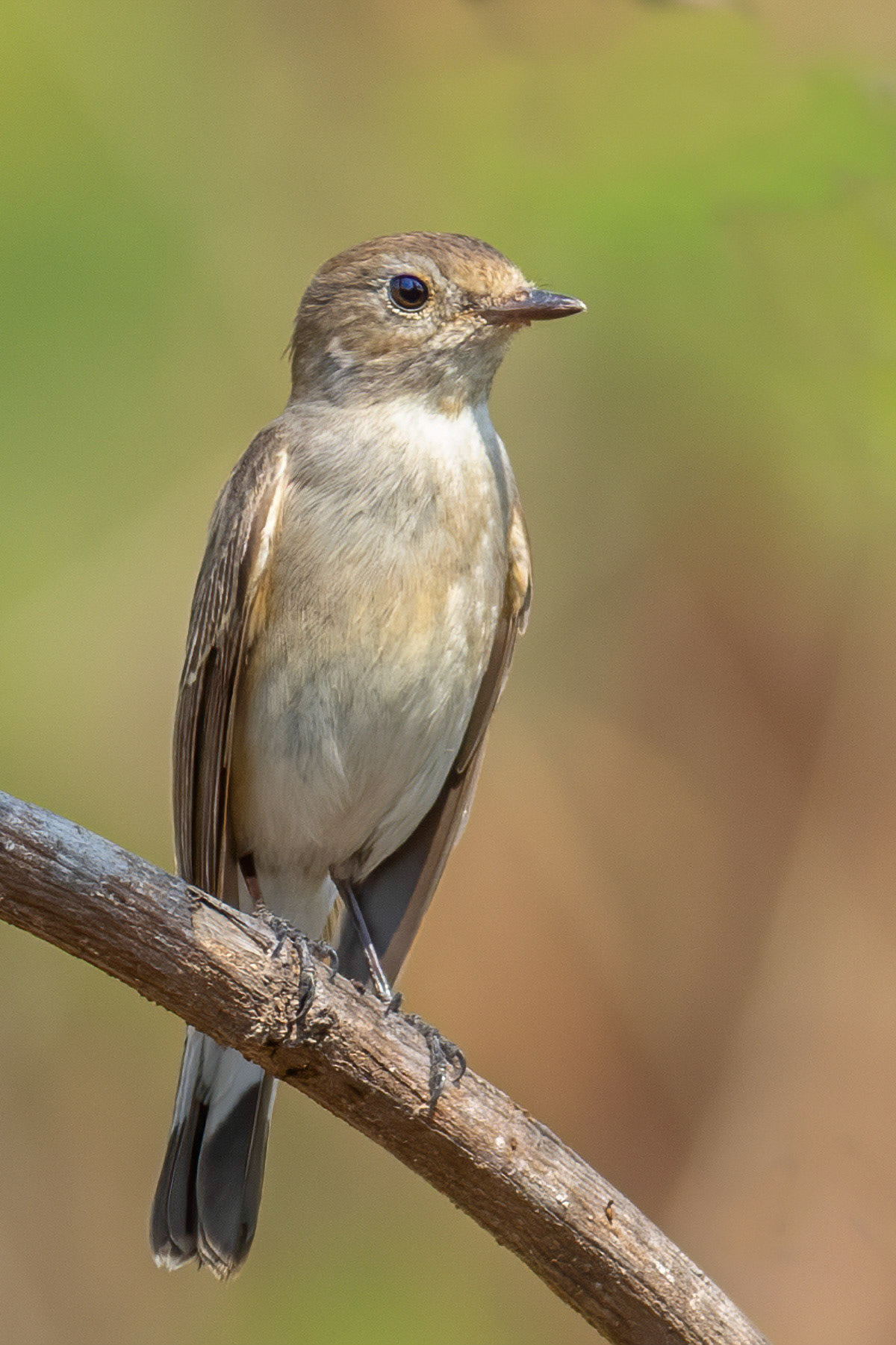 Taiga Flycatcher
