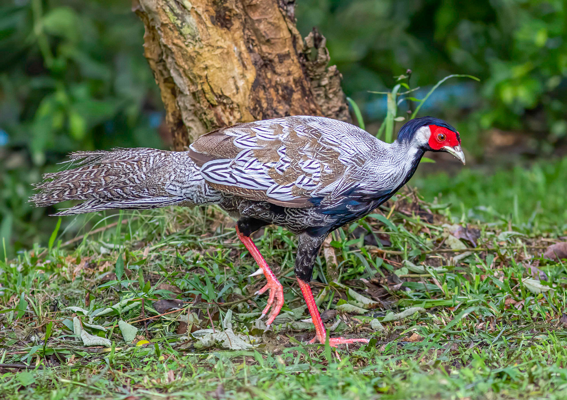 Silver Pheasant