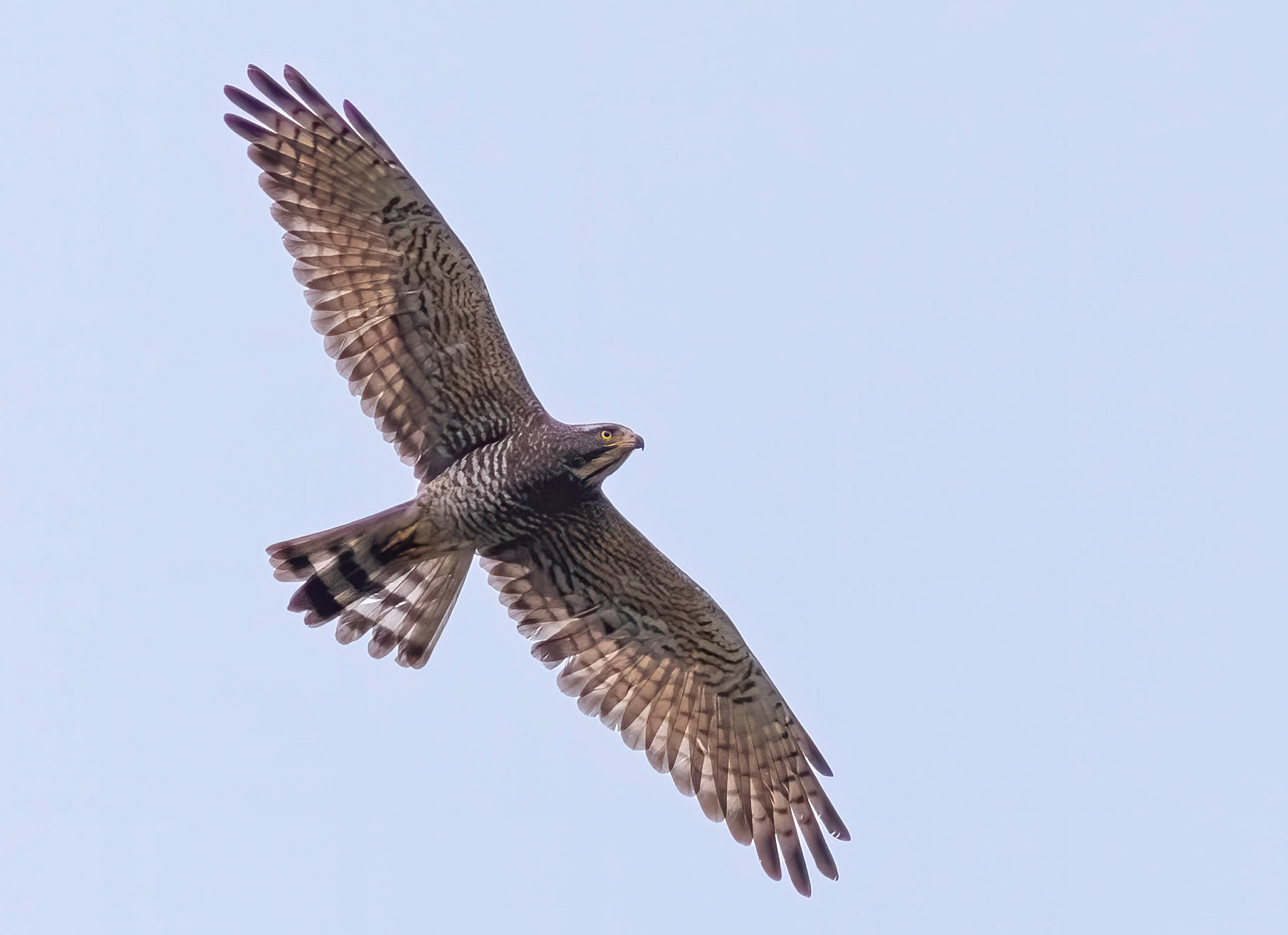 Grey-faced Buzzard