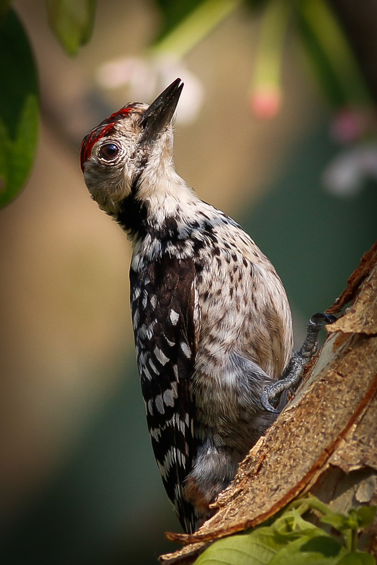 Freckle-breasted Woodpecker