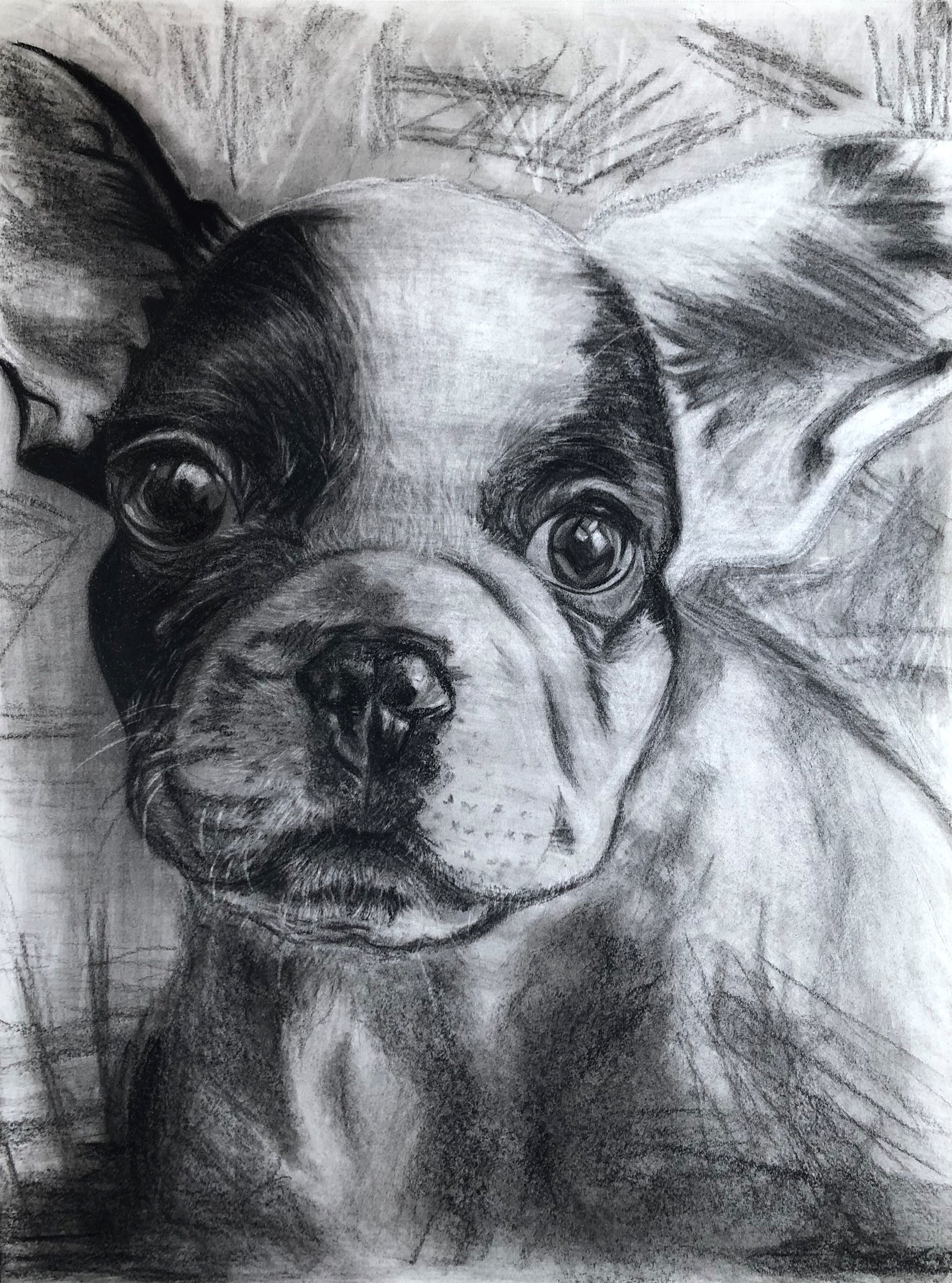 I captured the fluffy fur and cute facial features of the puppy, utilizing the texture of charcoal to portray them delicately.