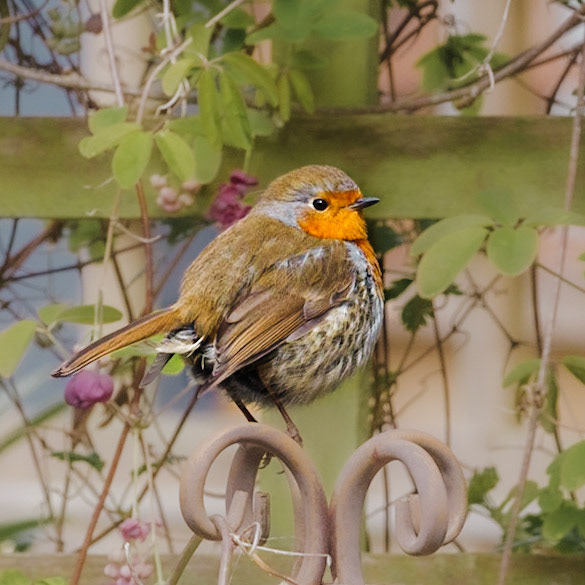 Puffball Robin