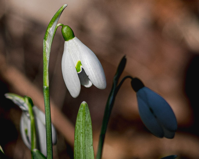 Snow Drop
