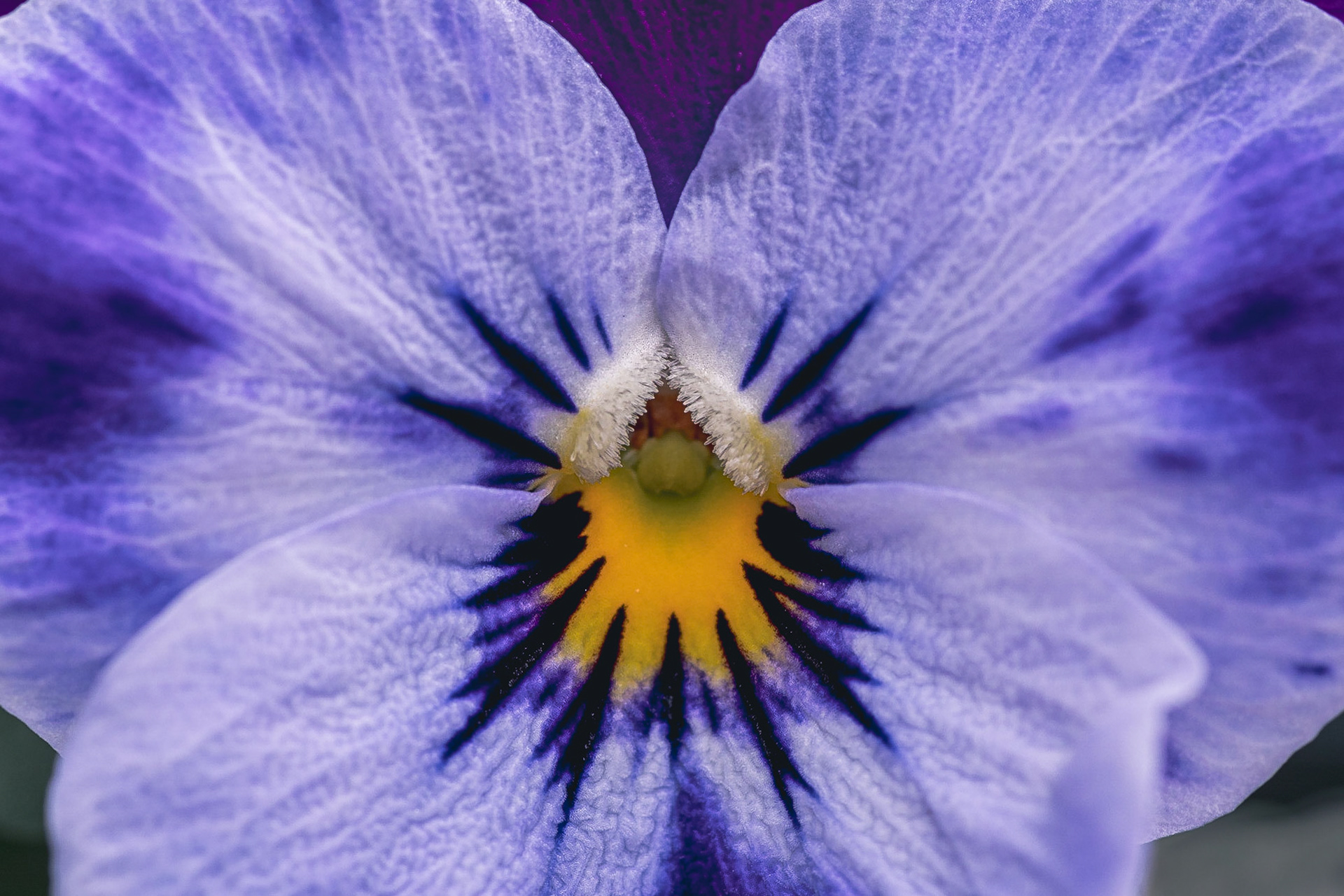 Beware the Viola!: Close-up of a Viola "showing off its teeth!". Landscape. Colour. Printed on Hahnemühle FabSatin.