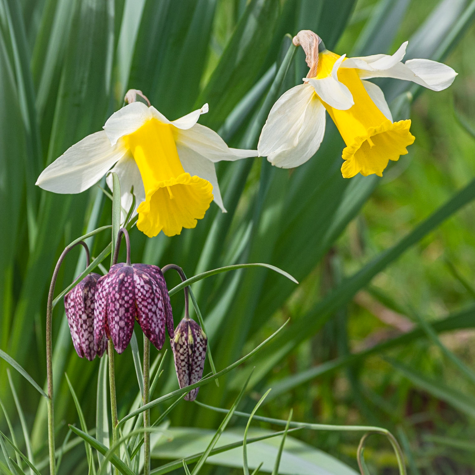 Daffs and Fritts, Skircoat Green