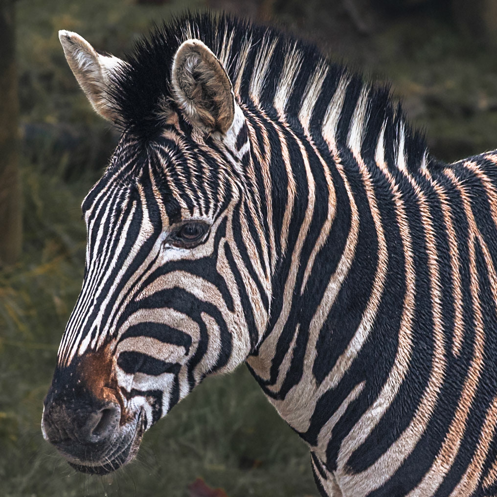 Plain's Zebra: Pictured at Paradise Wildlife Park. 1x1Colour. Printed on Hahnemühle PhotoRagBrightWhite.