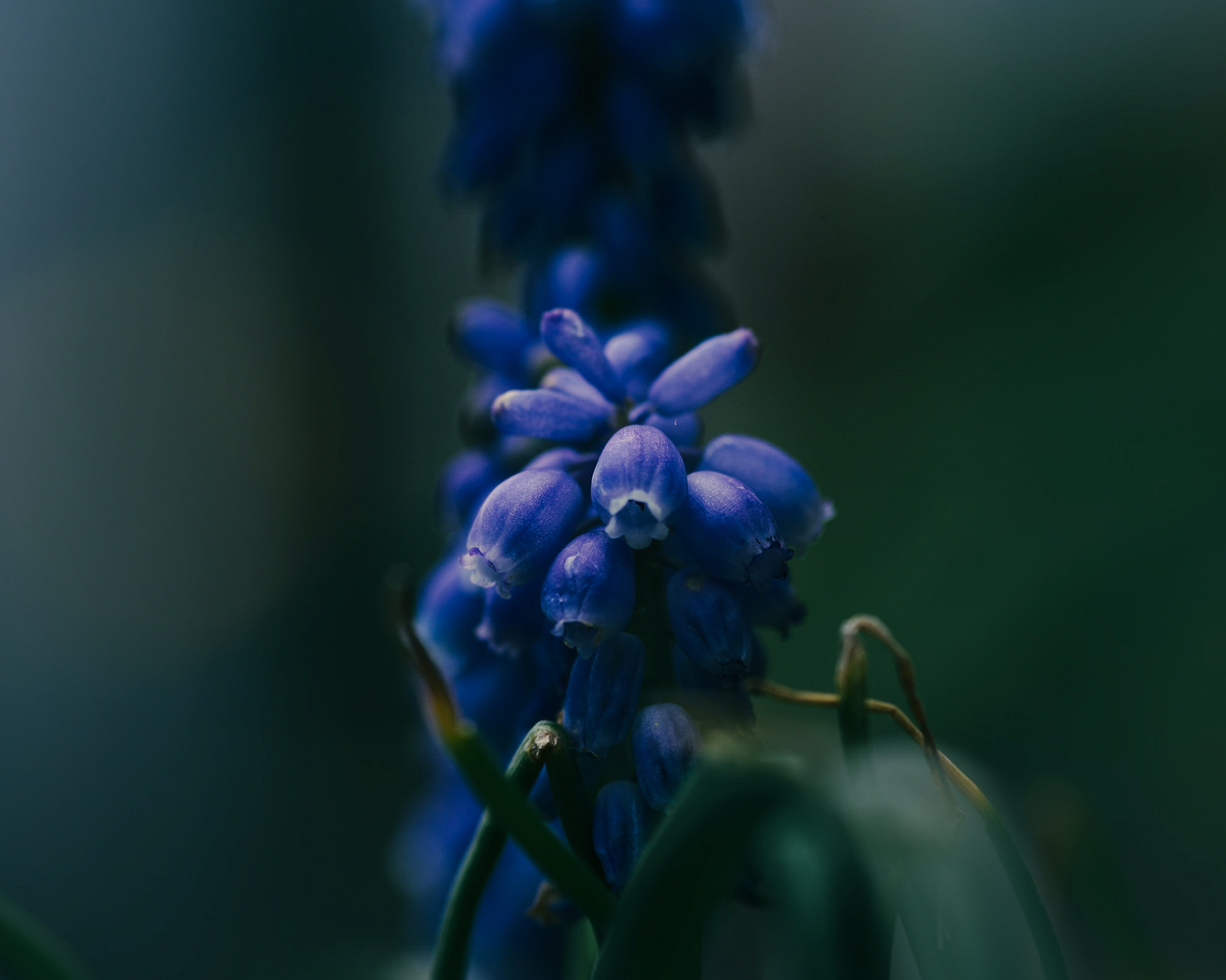Moody Blue: Grape Hyacinth