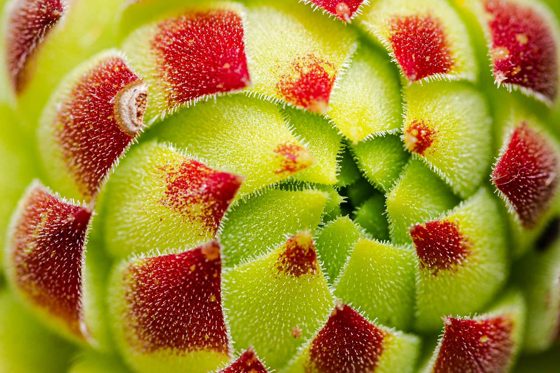 Succulent: Abstract macro image of the tip of a succulent plant. Landscape. Colour. Printed on Hahnemühle PhotoRagBrightWhite.