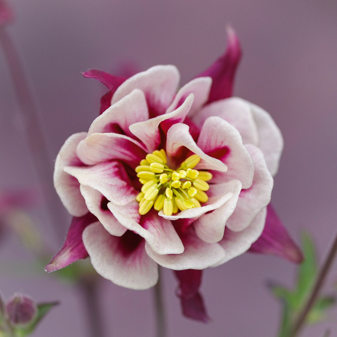 Aquilegia: 1x1. Colour. Printed on Hahnemühle PRBrightWhite.