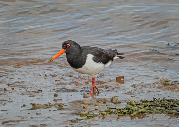 Oyster Catcher