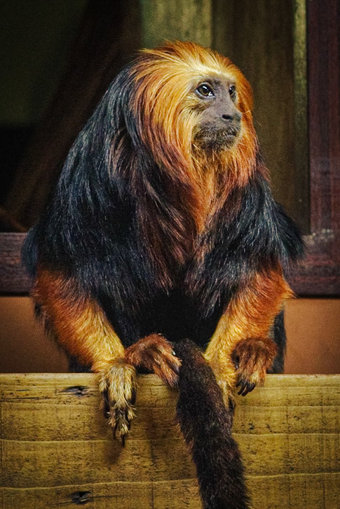 Contemplation Time: Golden Headed Lion Tamarin pictured at Paradise Wildlife Park.