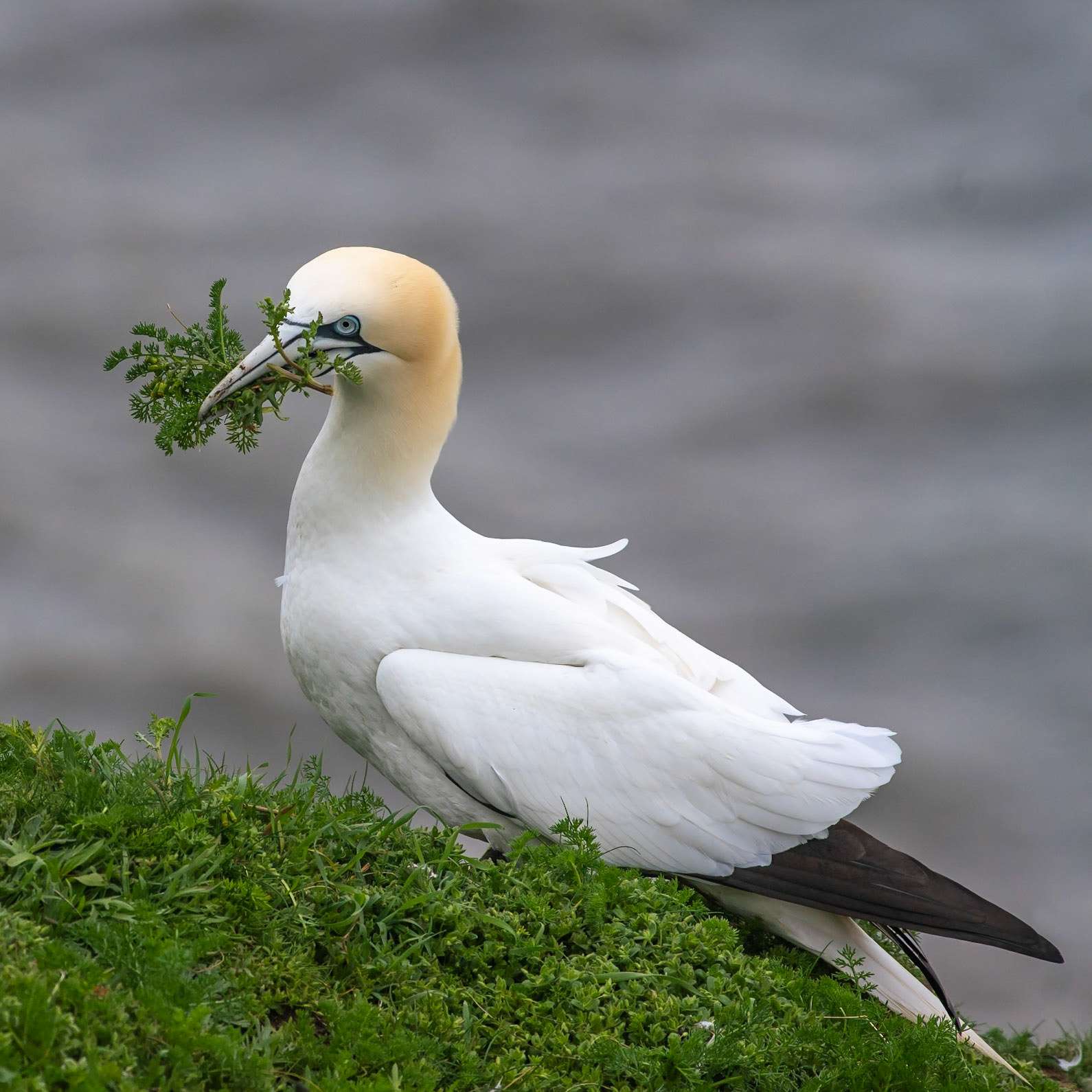 Gannet [1]