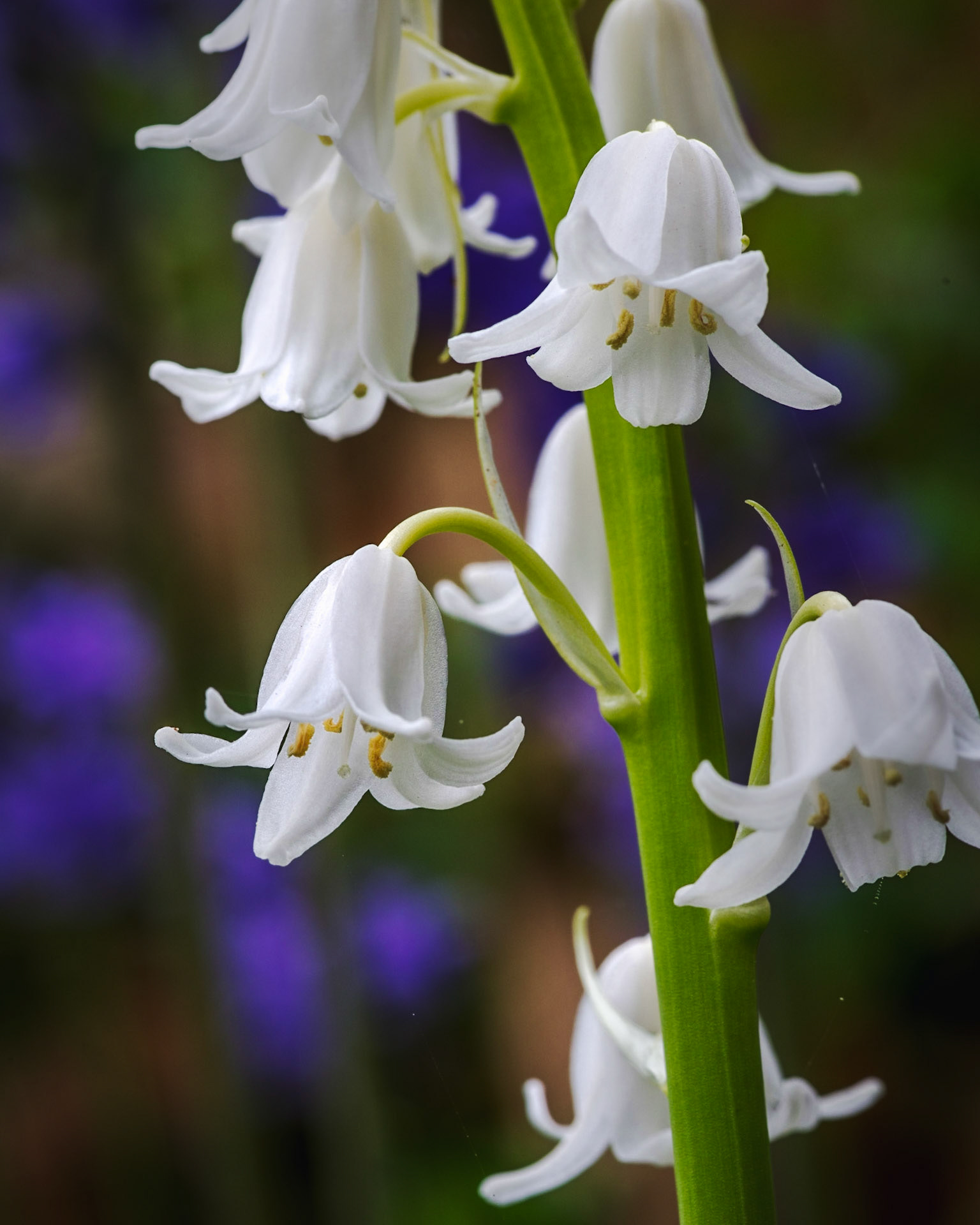 White Blue Bells: Portrait. Colour. Printed on Hahnemühle PRBaryta.