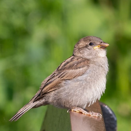 Young Sparrow