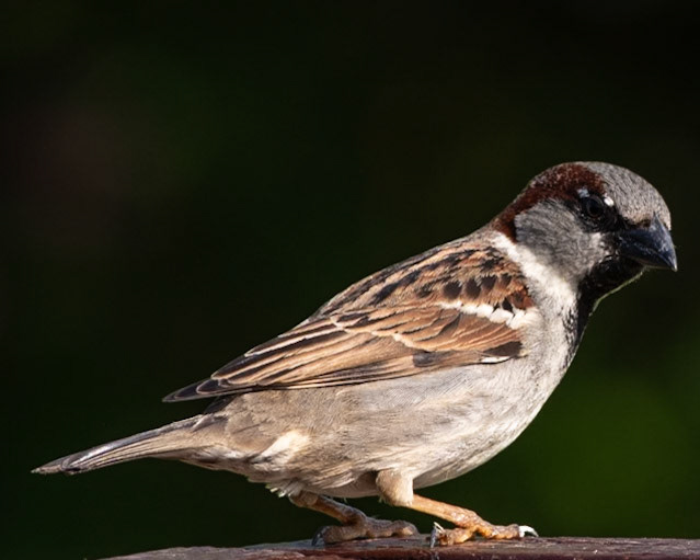 House Sparrow