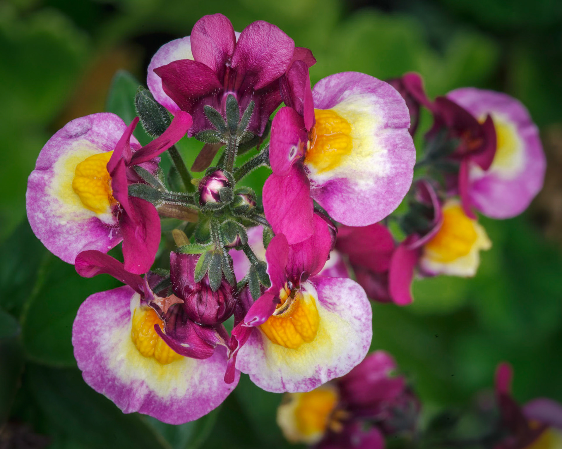 Nemesia "Sundae Raspberry Cream"