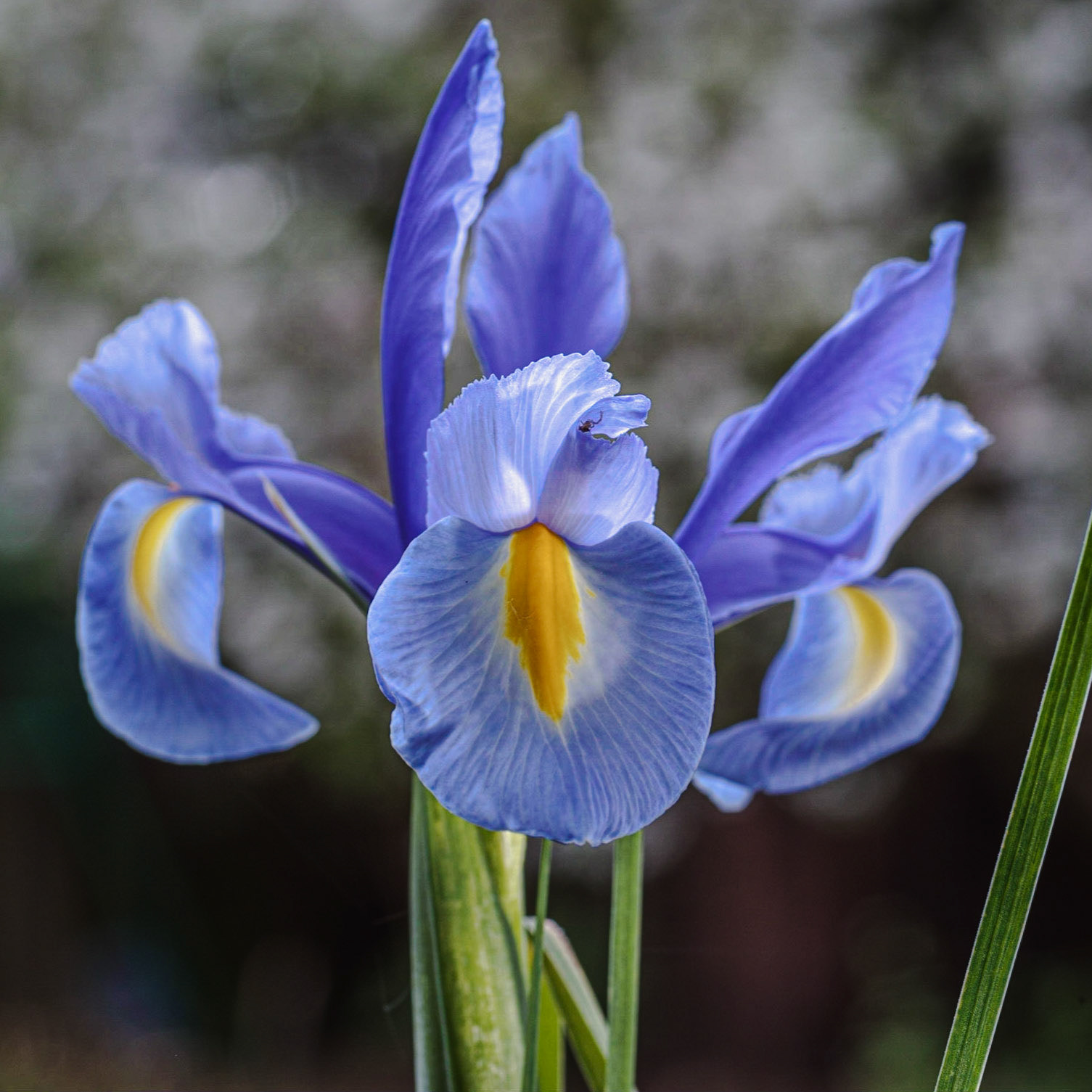 Sapphire  Beauty Dutch Iris. 1x1. Colour. Printed on Hahnemühle PRBrightWhite.