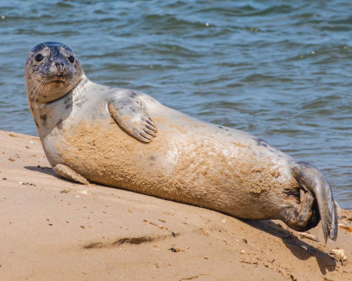 Seal of Approval: Seal joining the beachgoers at Holkham.