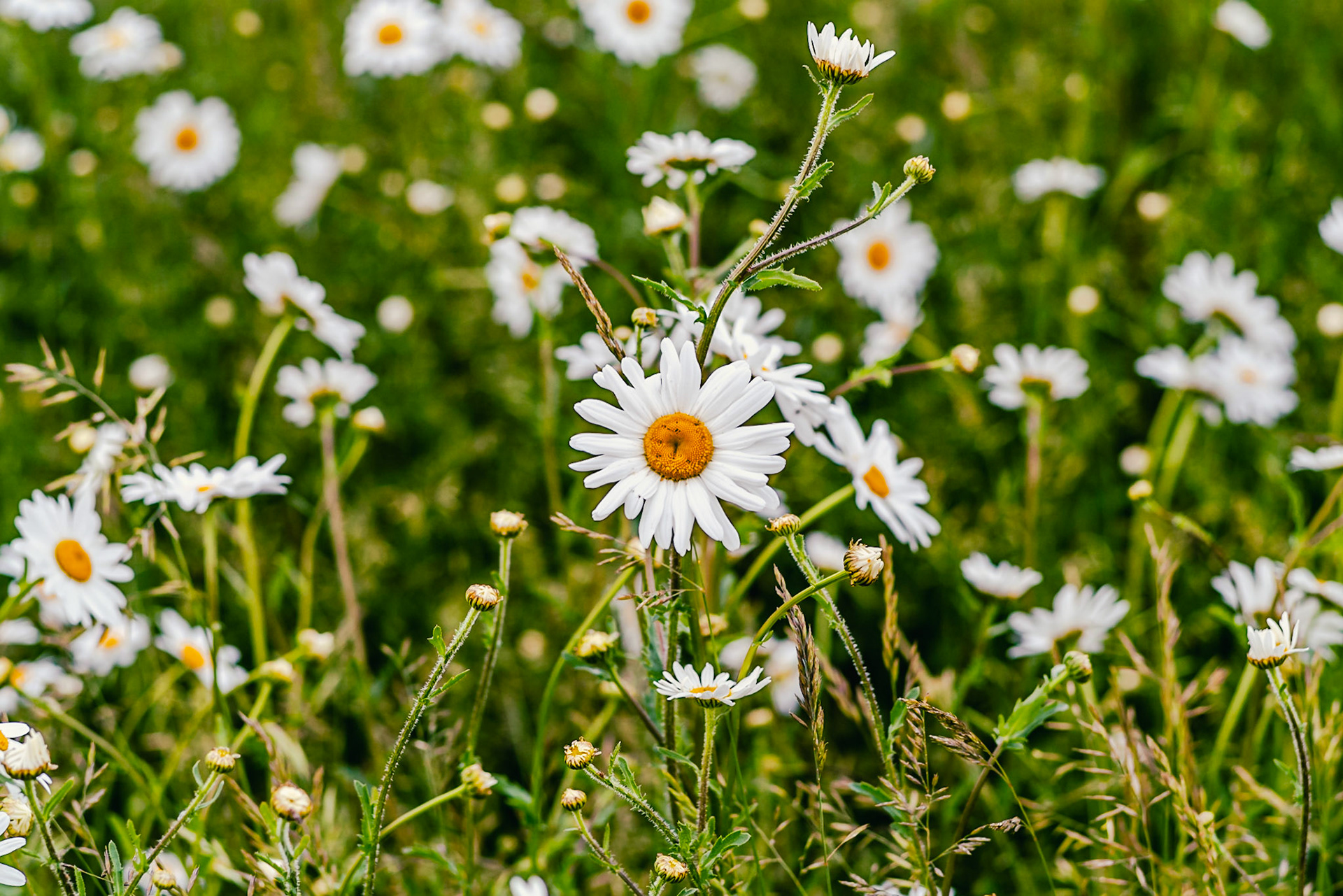 The Field's Edge: Ox-eye Daisy. Landscape. Colour. Printed on EpsonCanvasSatin