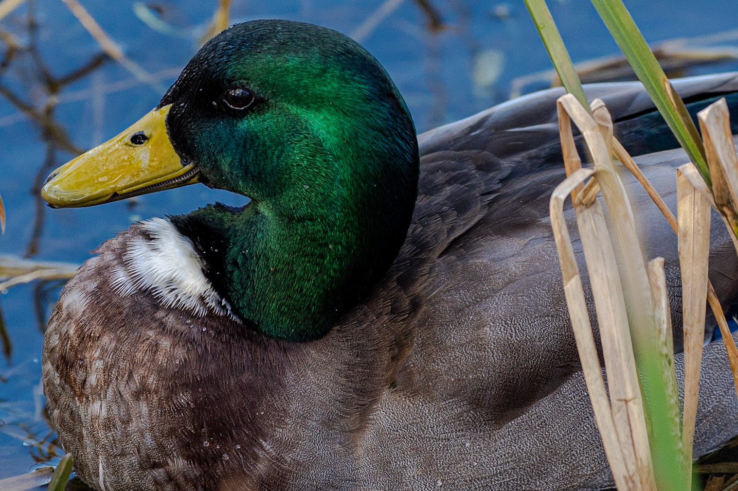 Male Mallard