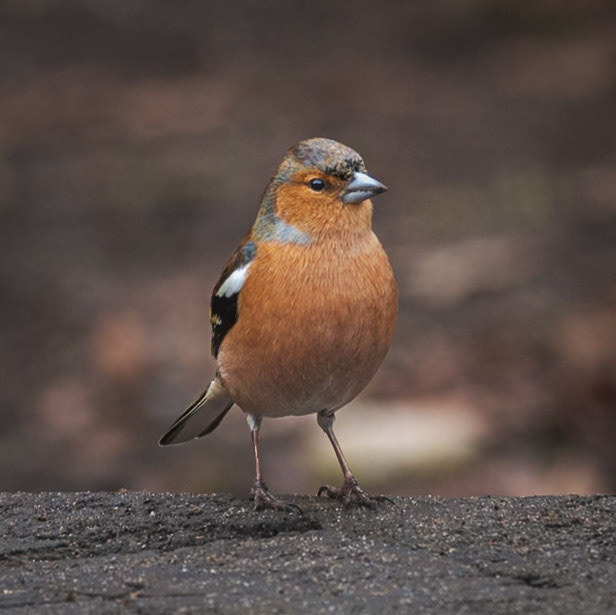 The Chaffinch with Attitude