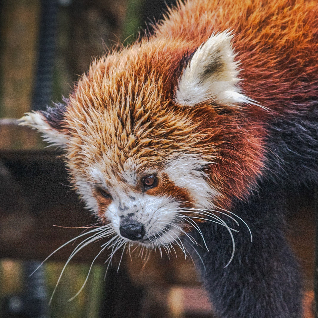 Nam Pang Sees Food: Red Panda at Paradise Wildlife Park.
