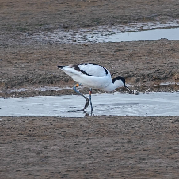 Avocet