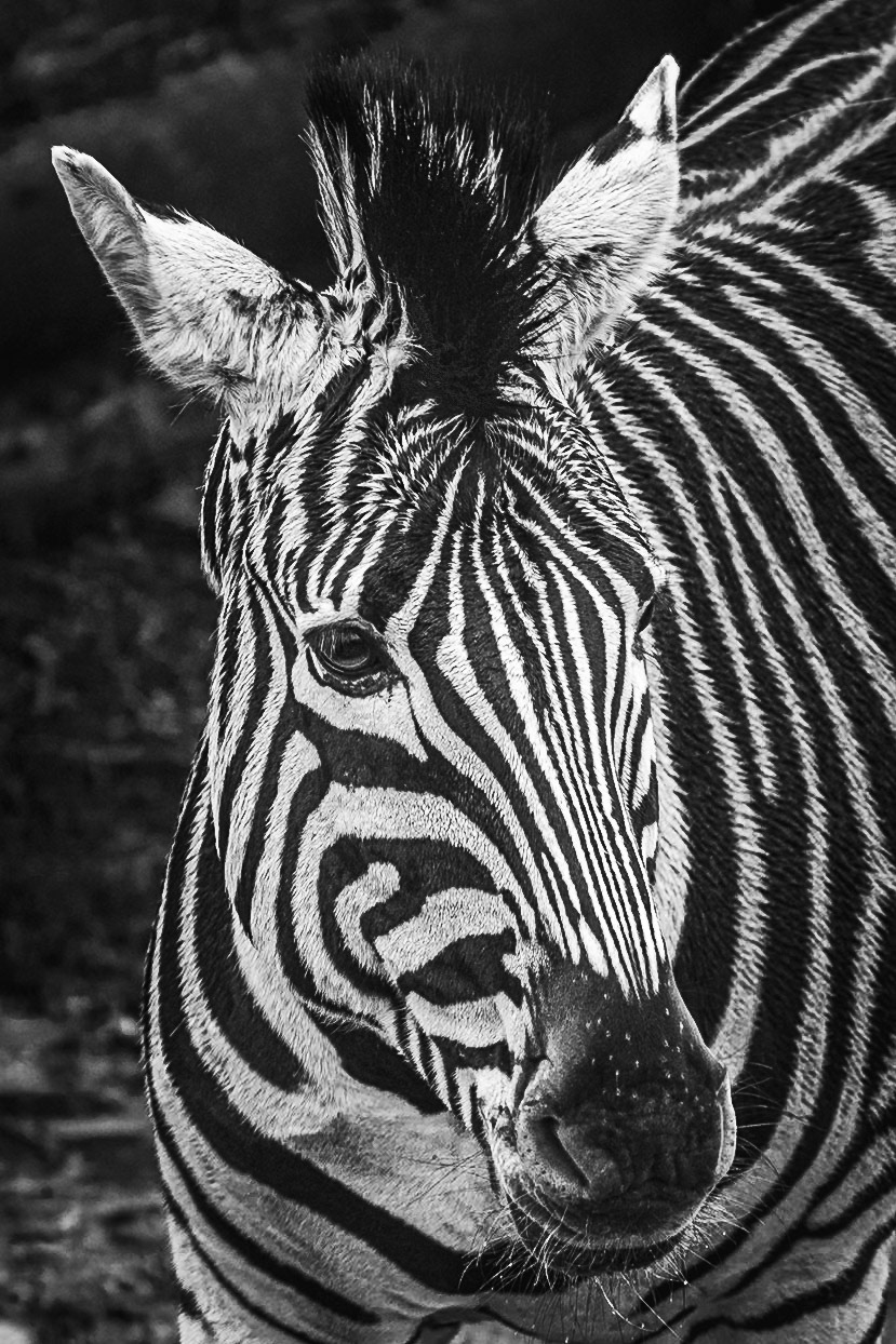 Zebra B'n'W: Plain's Zebra pictured at Paradise Wildlife Park. Portrait. B'n'W. Printed on Hahnemühle German Etching.