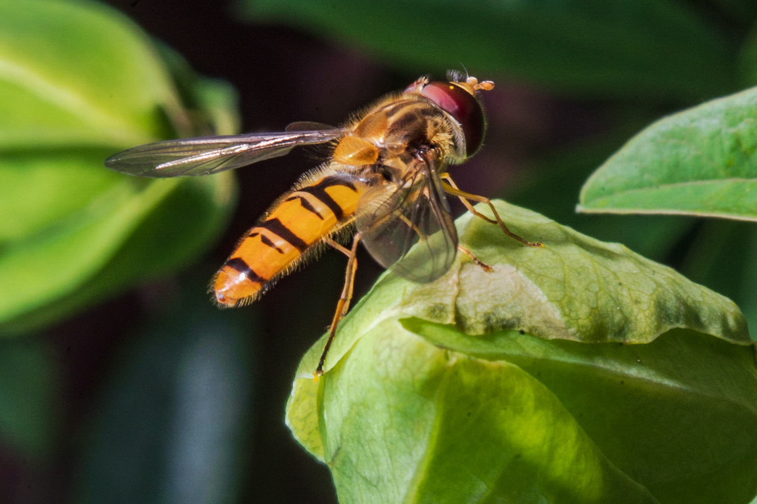 Hoverfly Resting