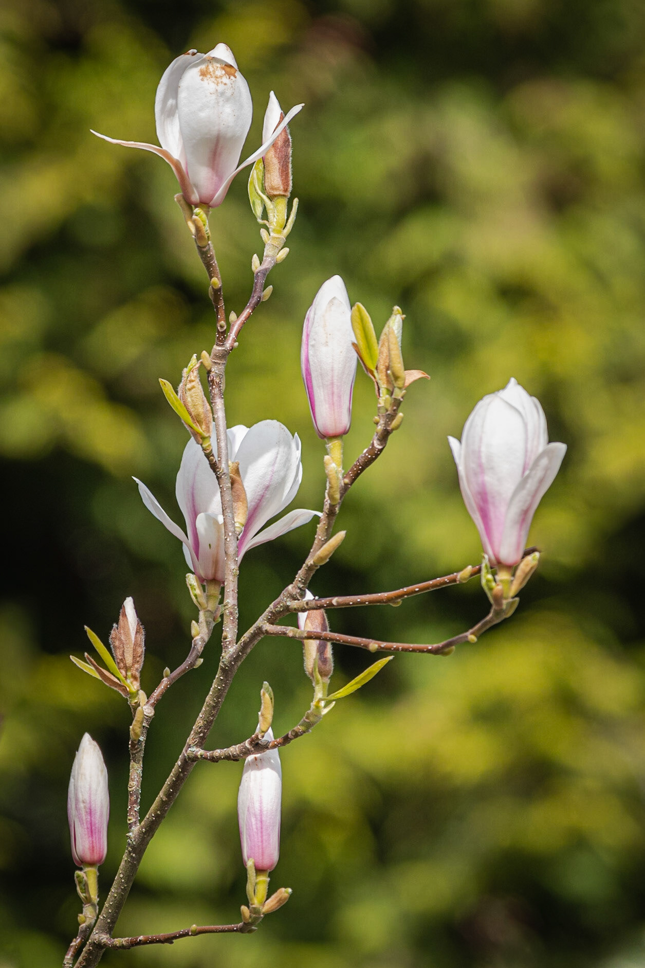 Magnolia, Skircoat Green