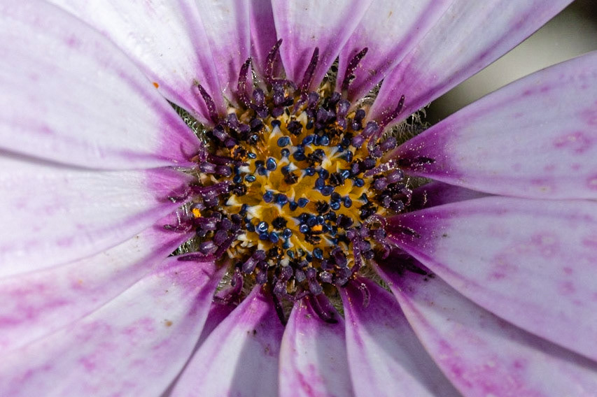 Osteospermum Centre