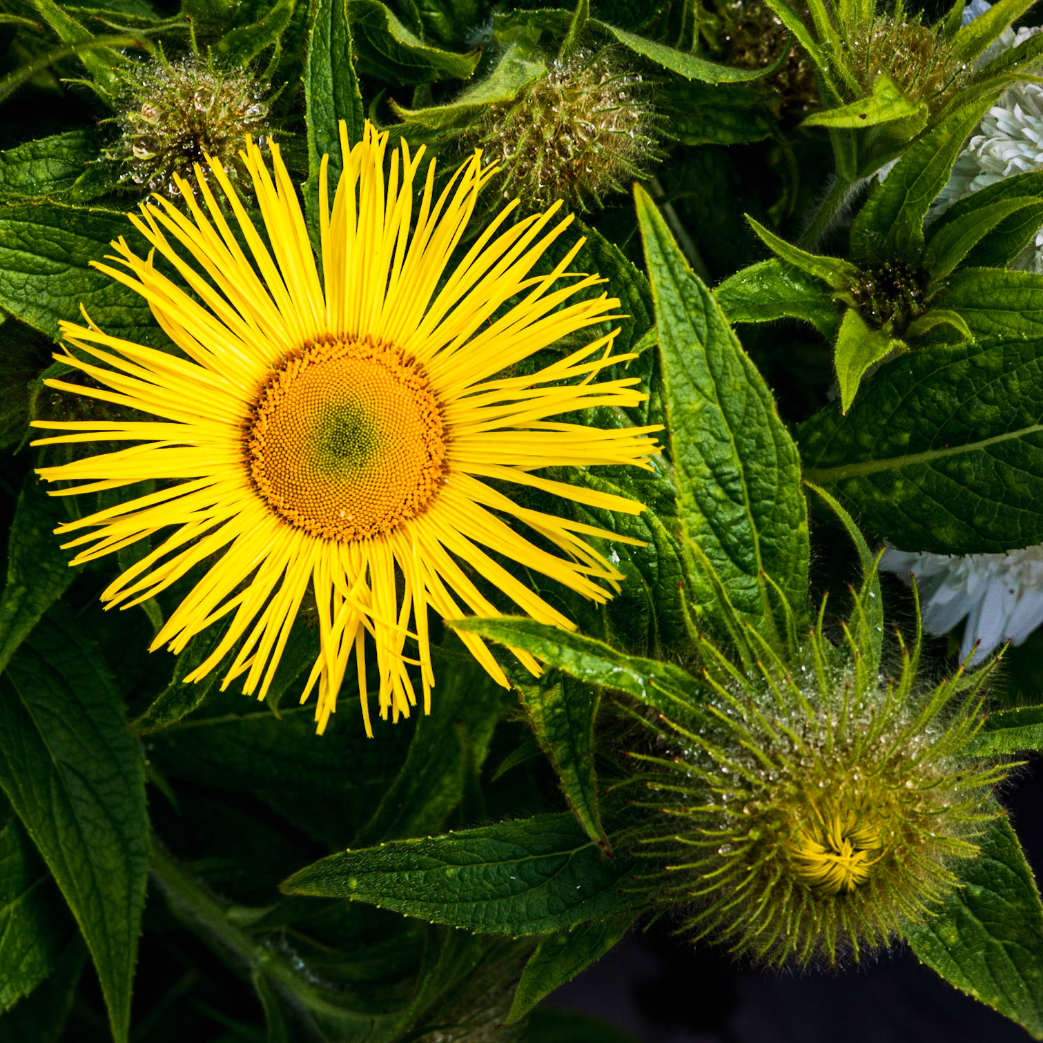 Morning Sunshine: A bright sunny bloom. Square; 1x1; Colour. Printed on Hahnemühle FabSatin