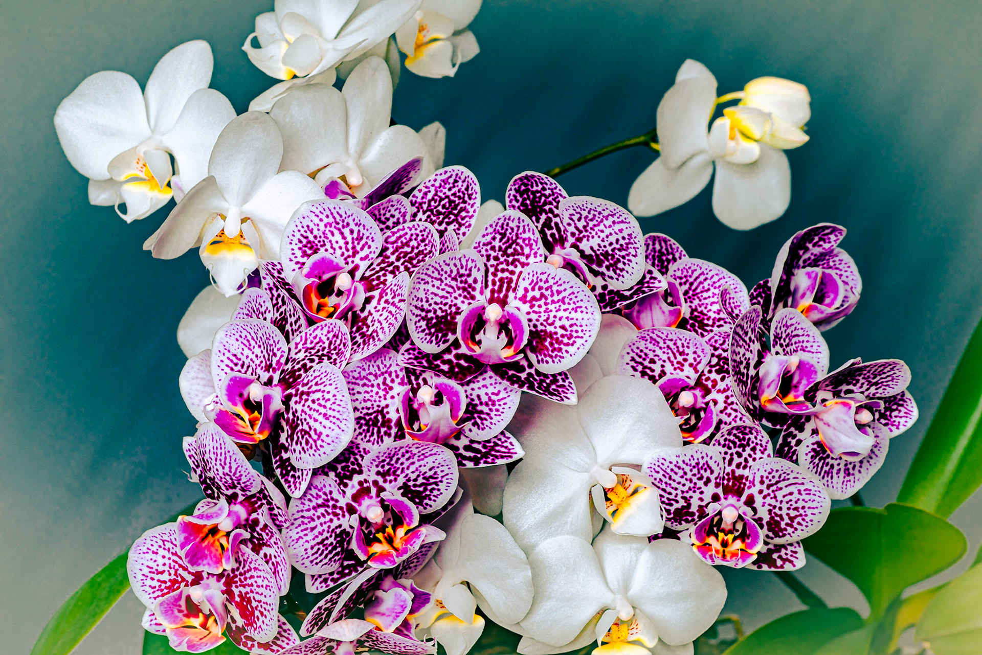 Orchids (Three of Three)